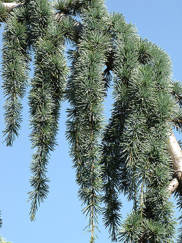 Cedrus atlantica glauca 'Pendula'