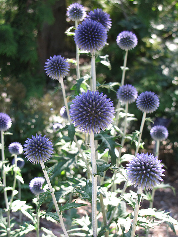 Echinops ruthenicus 'Platinum Blue'