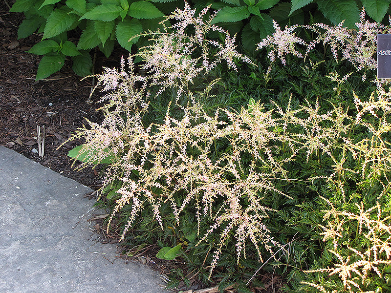 Astilbe 'Sprite'