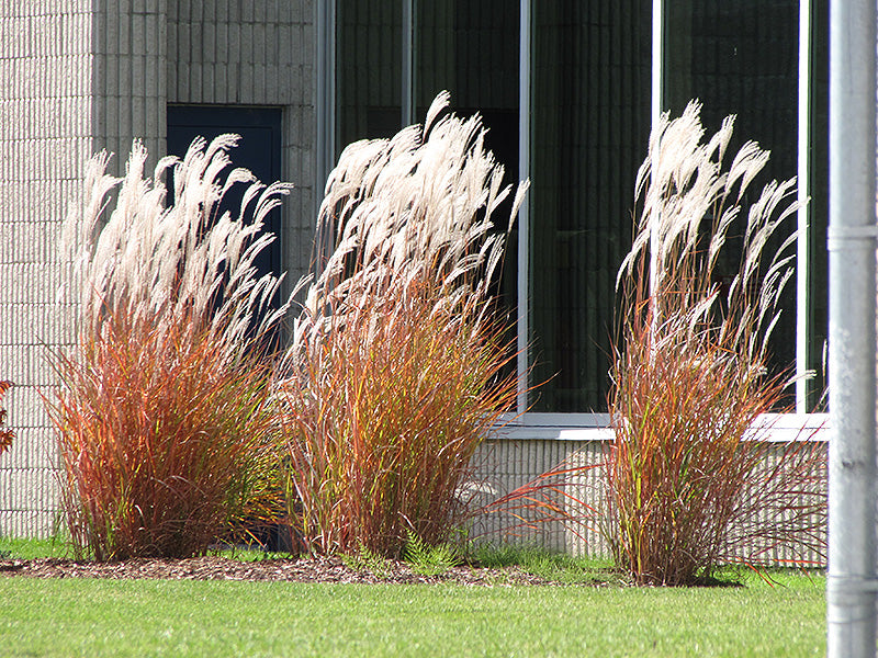 Miscanthus sinensis 'Purpurascens'