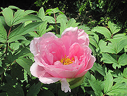 Paeonia suffruticosa 'Hanakisoi' (Tree peony)