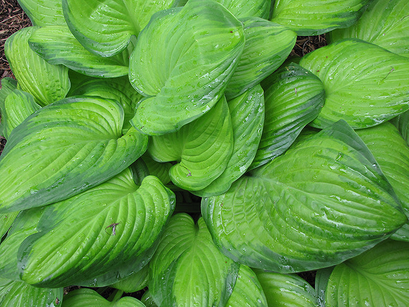 Hosta 'Guacamole'