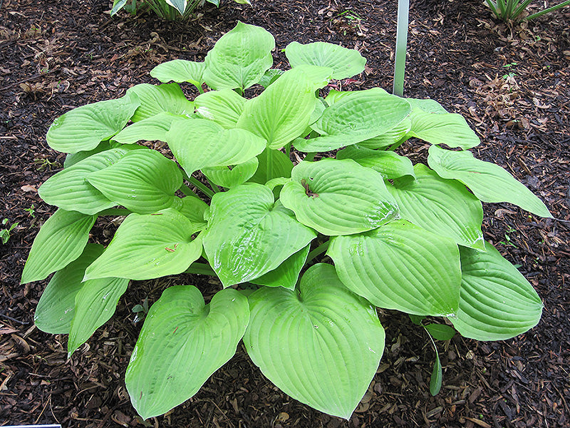 Hosta 'August Moon'