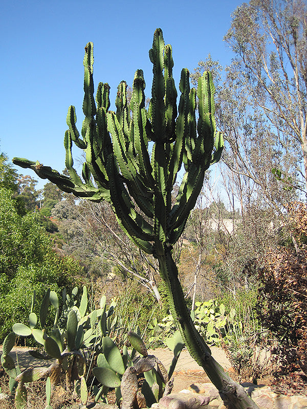 Euphorbia Ammak