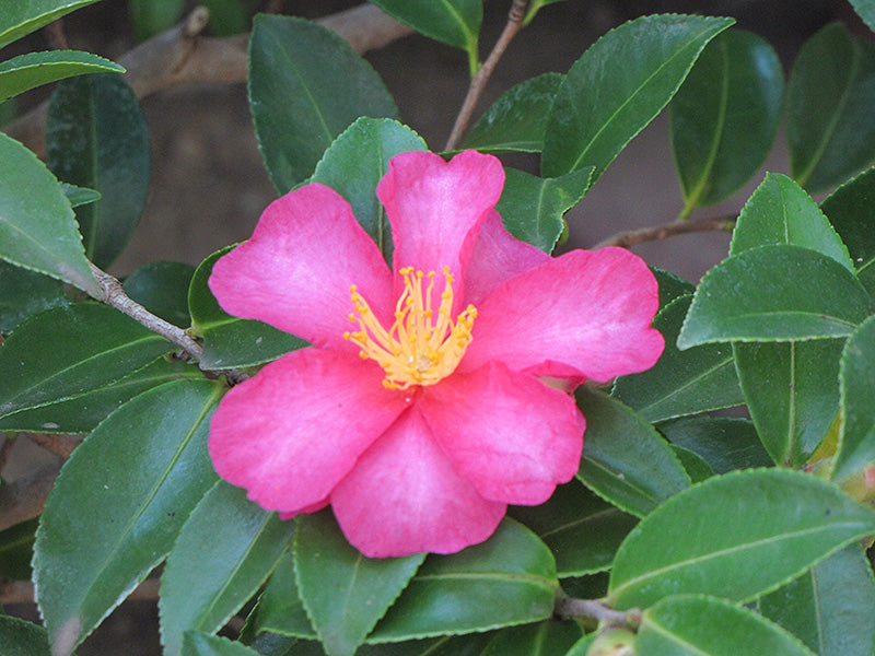 Camellia sasanqua 'Kanjiro'