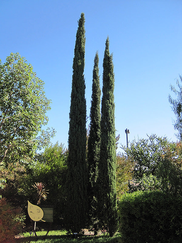 Cupressus sempervirens 'Stricta'