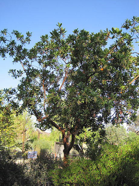 Arbutus 'Marina'