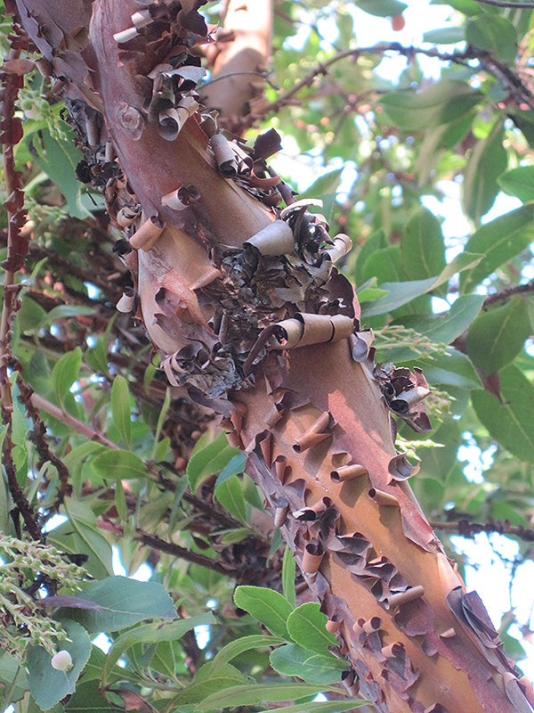 Arbutus 'Marina'