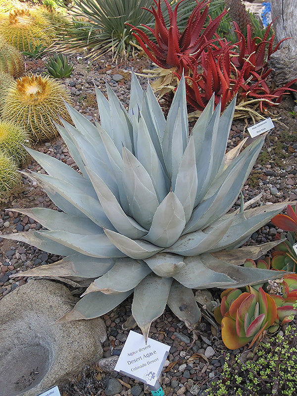 Agave deserti