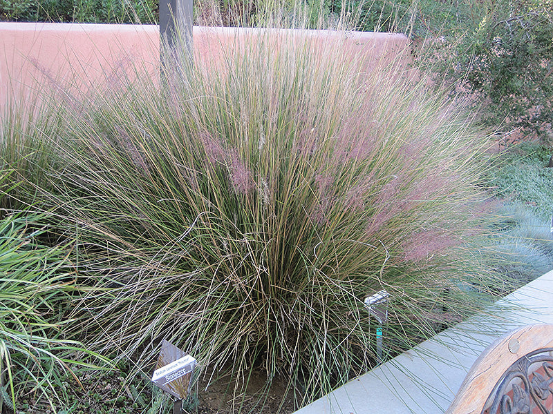 Muhlenbergia capillaris 'Ruby'