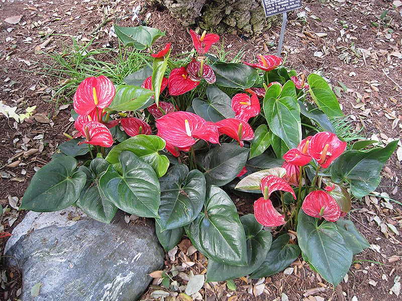 Anthurium andraeanum