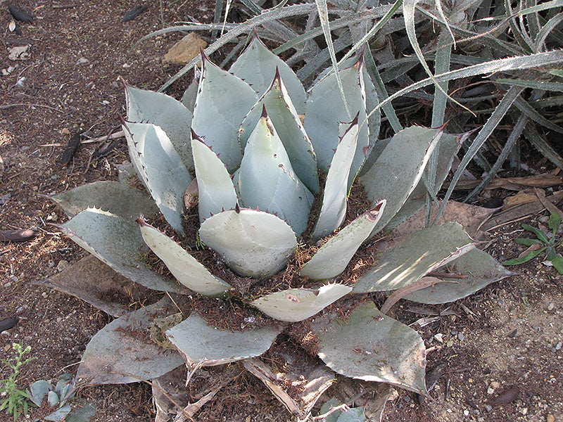 Agave parryi subsp. parryi