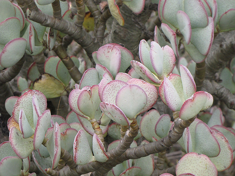 Crassula 'Arborescens'