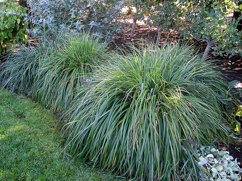 Pennisetum alopecuroides 'Moudry'