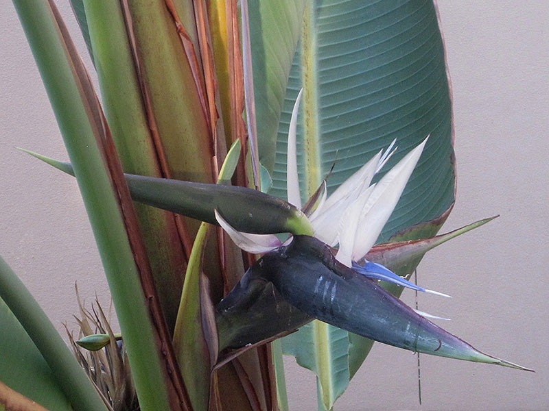 Strelitzia 'White'