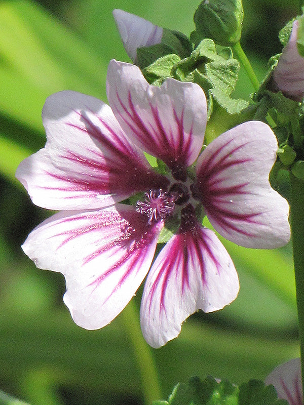 Malva sylvestris 'Zebrina'