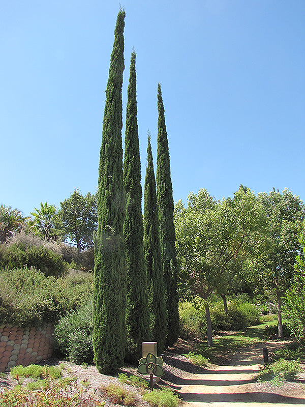 Cupressus sempervirens