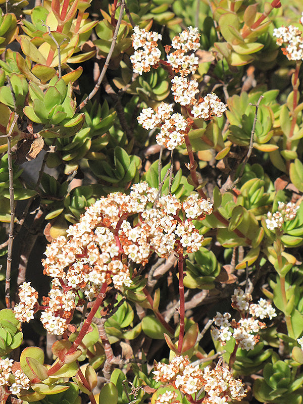 Crassula ovata