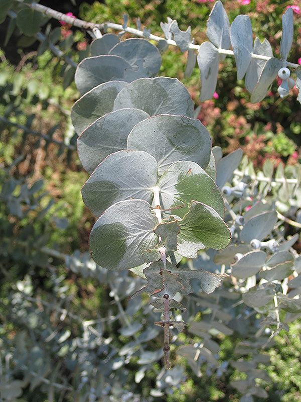 Eucalyptus pulverulenta 'Baby Blue'
