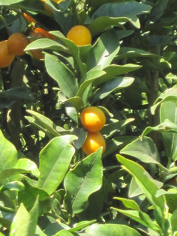 Fortunella crassifolia ‘Meiwa’
