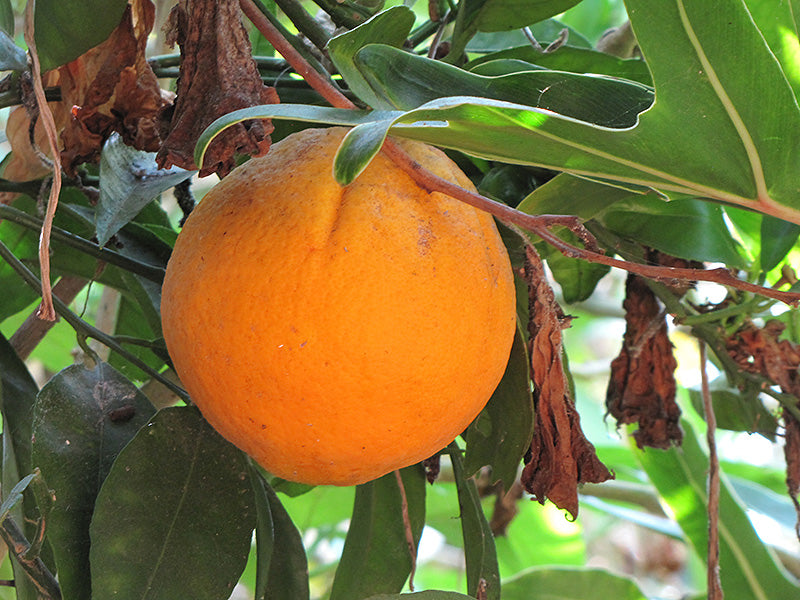 Citrus sinensis  - Cara Cara Navel Orange