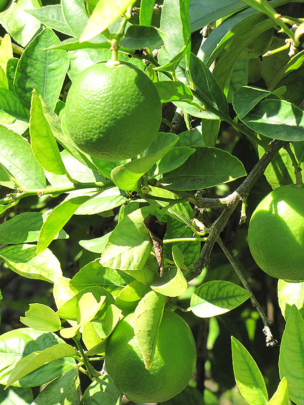 Citrus latifolia 'Bearss'
