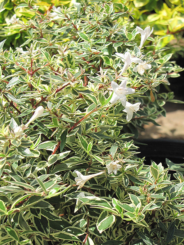 Abelia x grandiflora 'Confetti'