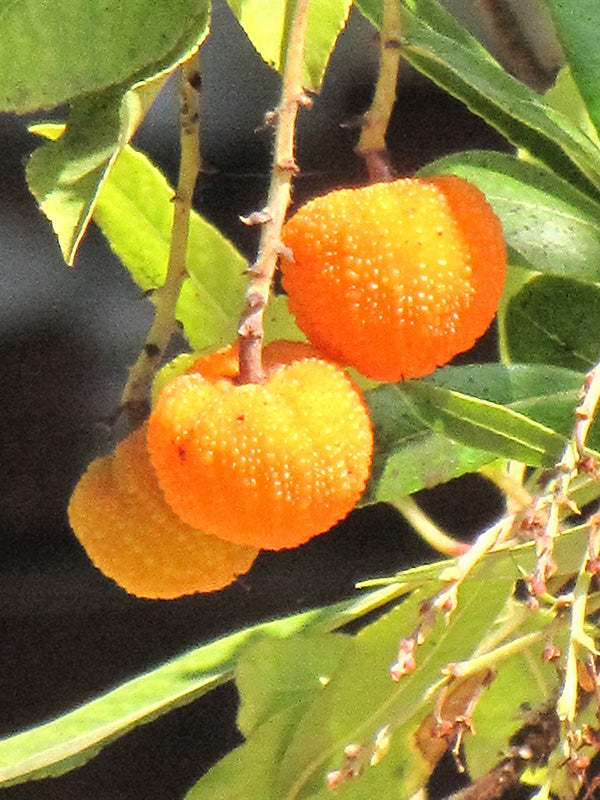 Arbutus 'Marina'