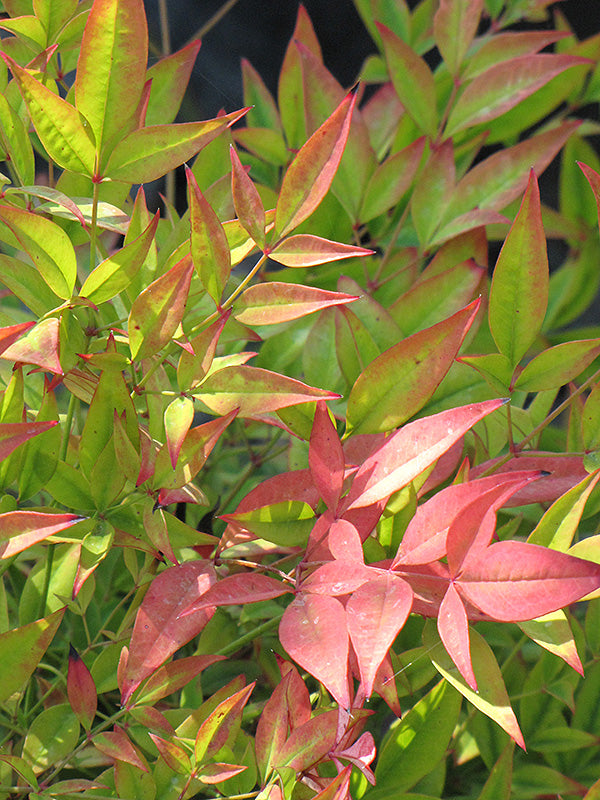 Nandina domestica 'Moon Bay'