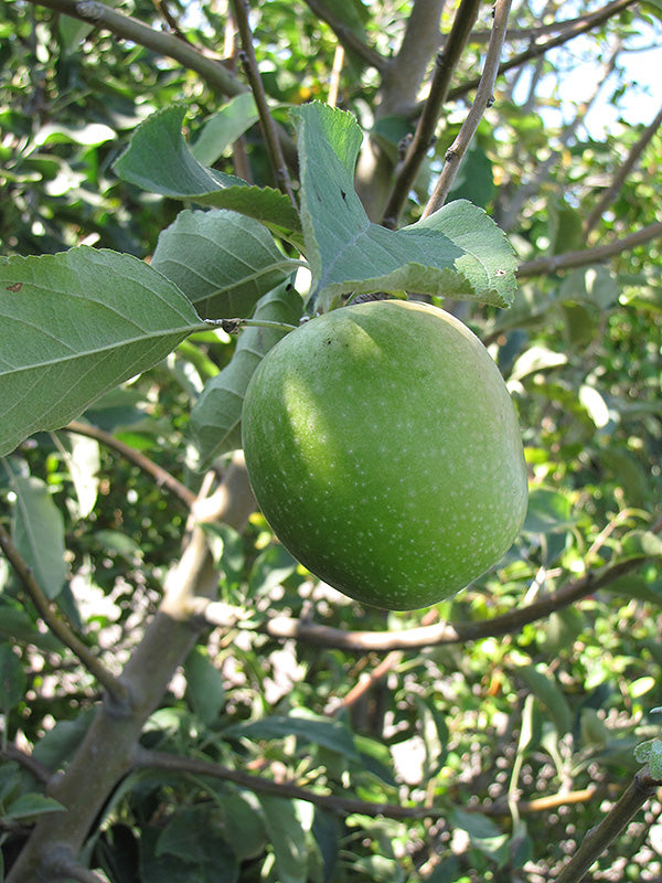 Apple - Malus 'Granny Smith'