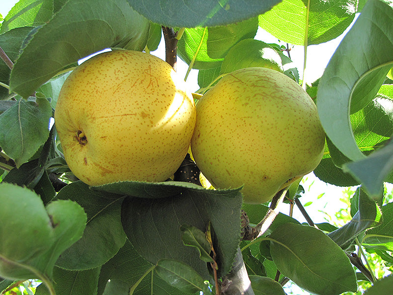 Pyrus pyrifolia 'Shinseiki'