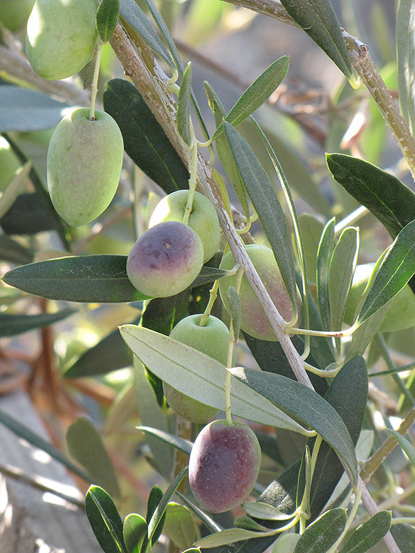 Olea europaea