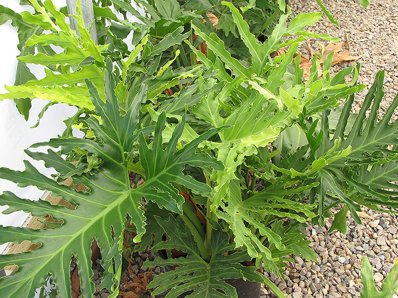 hope philodendron outside Philodendron 'Hope'