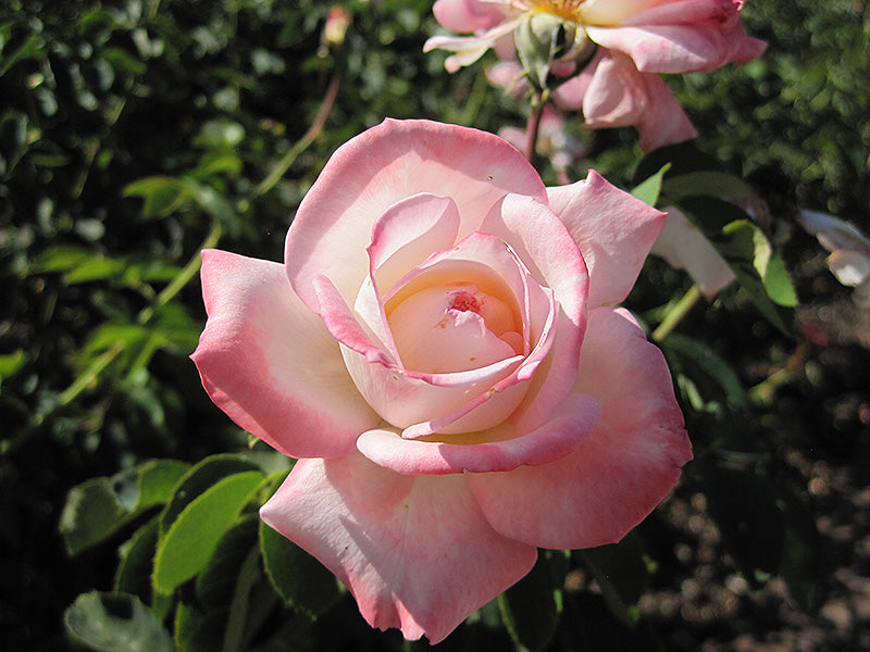 Rosa 'Secret'