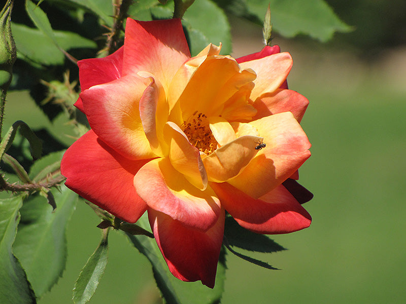 Rosa 'Joseph's Coat'