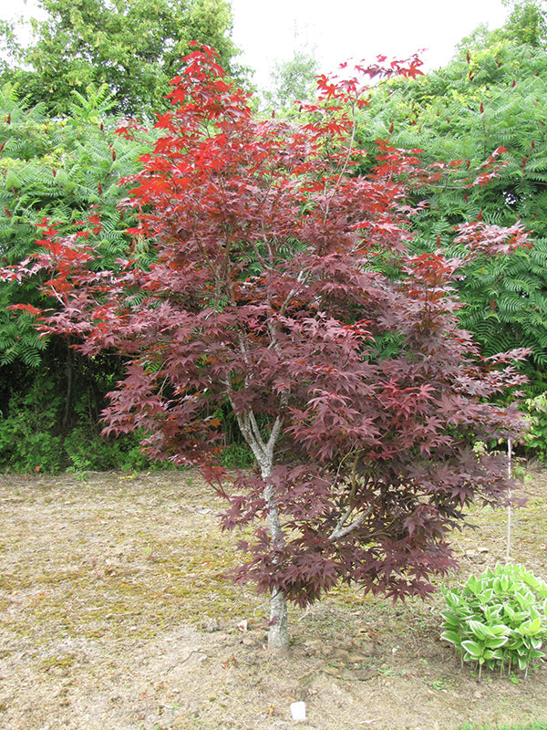 Acer palmatum 'Red Emperor'