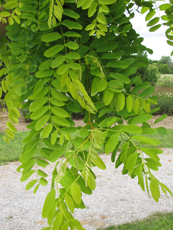 Robinia pseudoacasia 'Frisia'