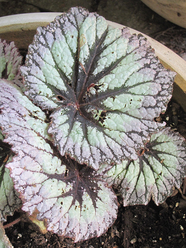Begonia 'Fireworks'