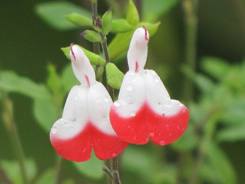 Salvia microphylla 'Hot Lips'