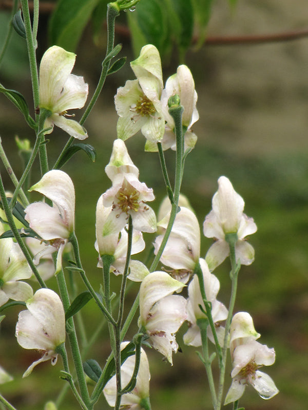 Aconitum napellus 'Album'