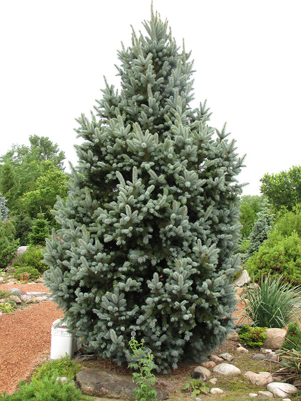 Picea Iseli 'Fastigiata'