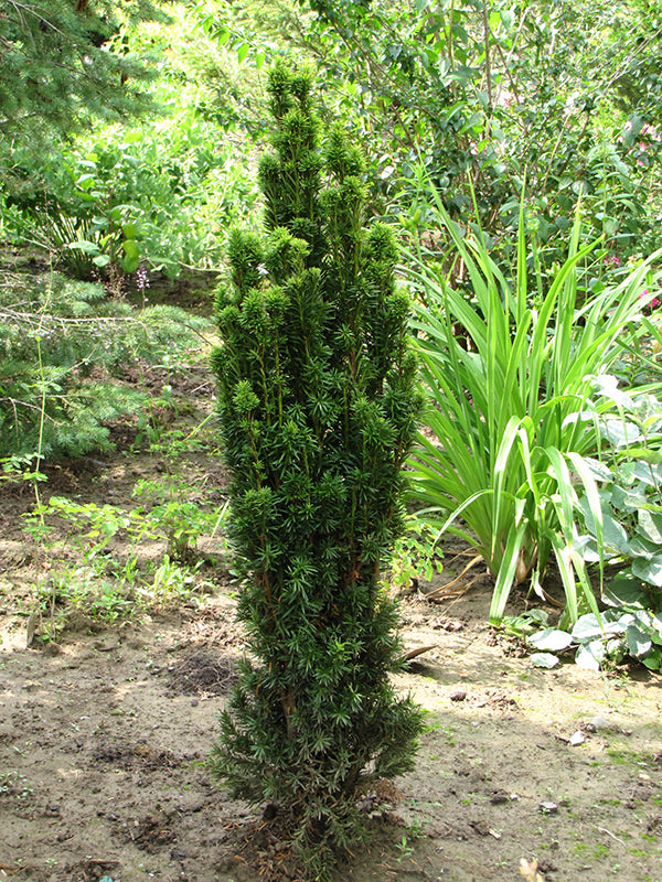 Taxus baccata 'Fastigiata Aurea'