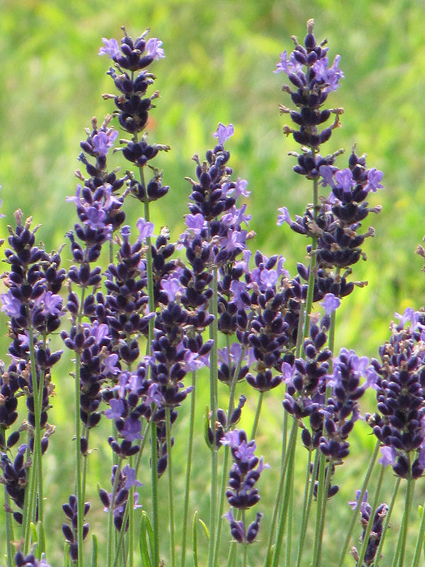 Lavandula 'Hidcote Superior'