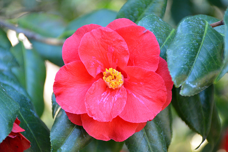 Camellia japonica 'Moshio'