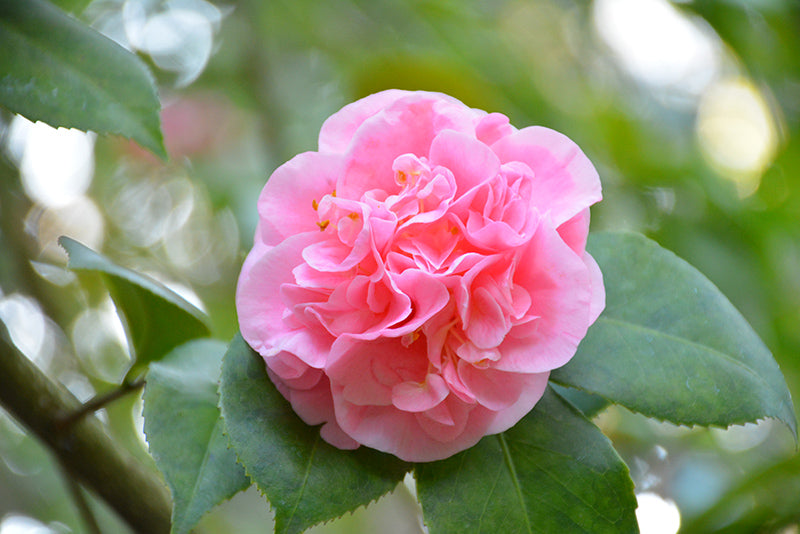 Camellia japonica 'Debutante'