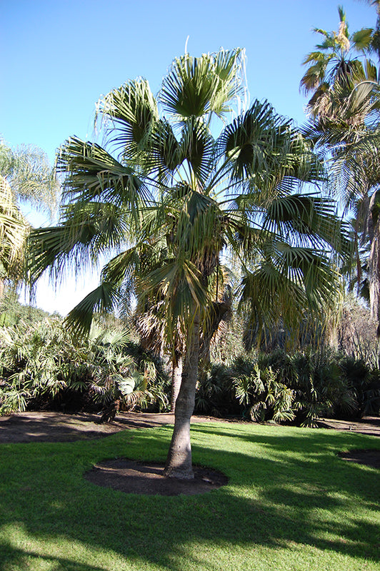 Livistona chinensis