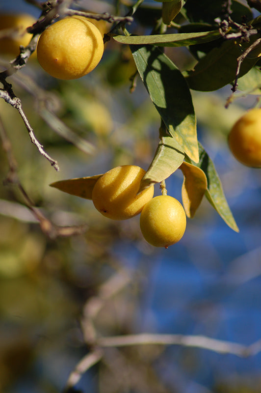 Citrus aurantiifolia x Fortunella japonica - Eustis Limequat