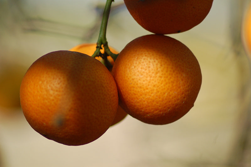 Citrus limonia