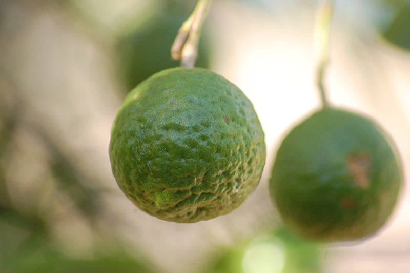 Citrus hystrix - Thai Lime