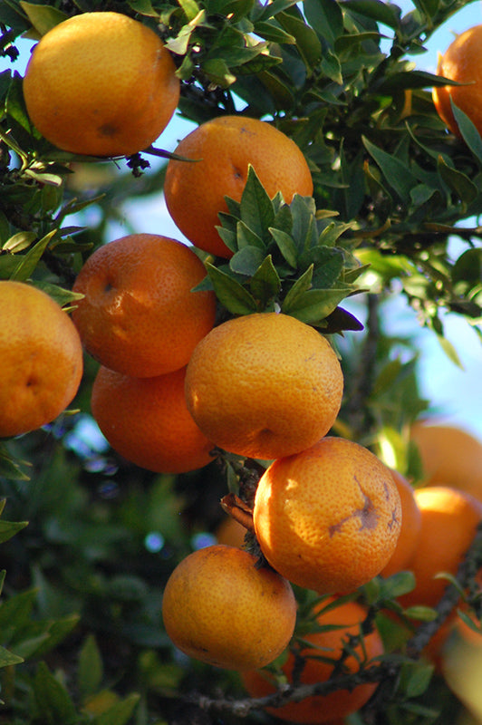 Citrus myrtifolia